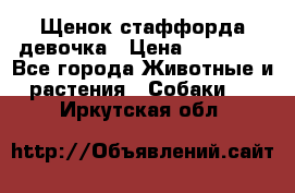 Щенок стаффорда девочка › Цена ­ 20 000 - Все города Животные и растения » Собаки   . Иркутская обл.